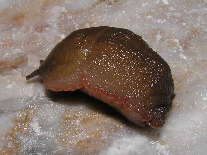 Un Limax del corsicus-gruppo dal M.Fionchi Spoleto (PG)