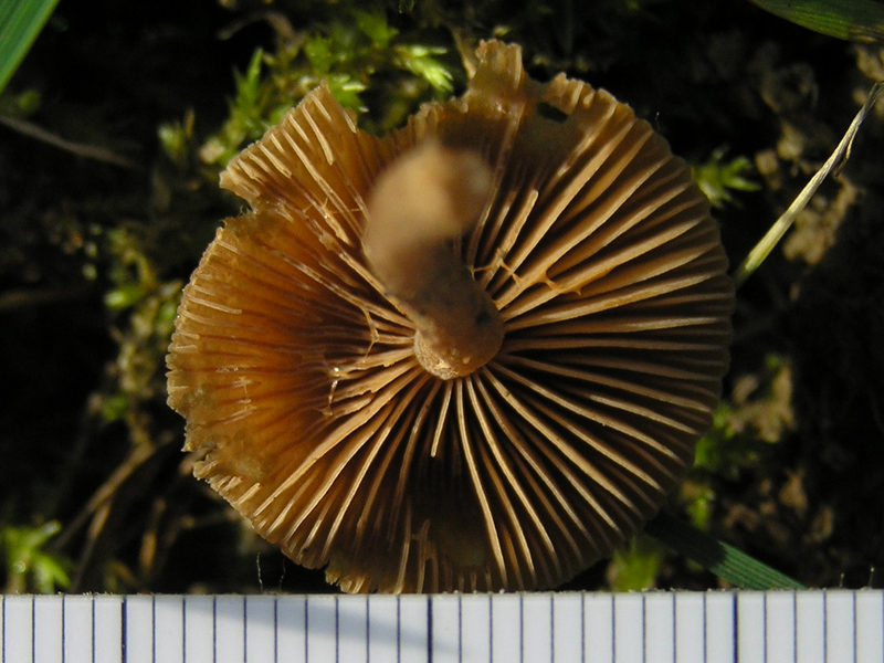 ID: Galerina sp. da Durbach (Germania/Baden)