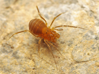 Opiliones d''Italia: elenco, fotografare, specie simile, ecc.