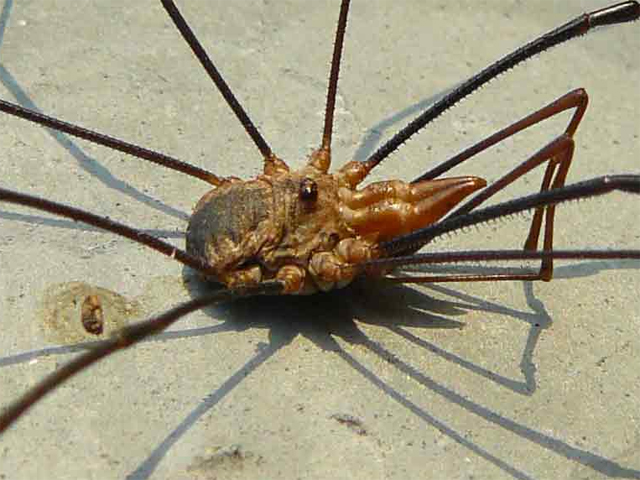 Opiliones d''Italia: elenco, fotografare, specie simile, ecc.