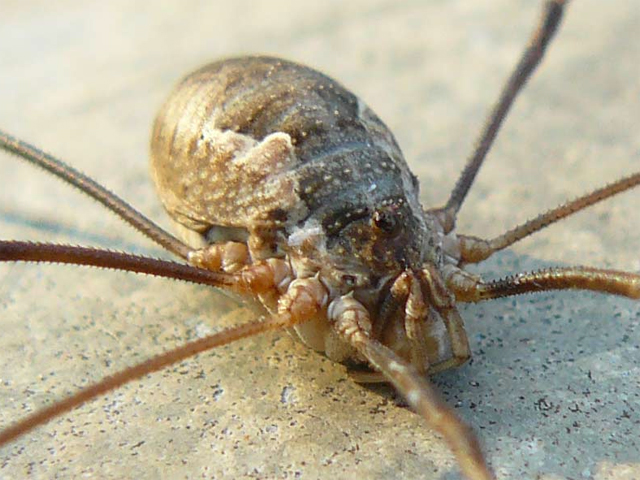 Opiliones d''Italia: elenco, fotografare, specie simile, ecc.