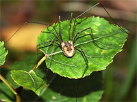 Opiliones d''Italia: elenco, fotografare, specie simile, ecc.