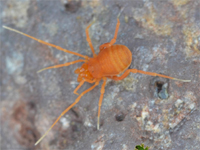 Opiliones d''Italia: elenco, fotografare, specie simile, ecc.