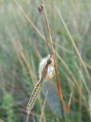 Le Ascalaphidae del Mediterraneo