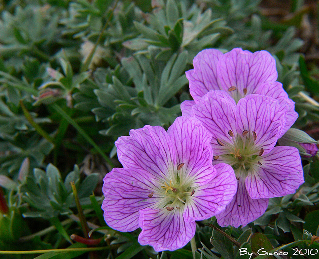 Geranium argenteum / Geranio argentino