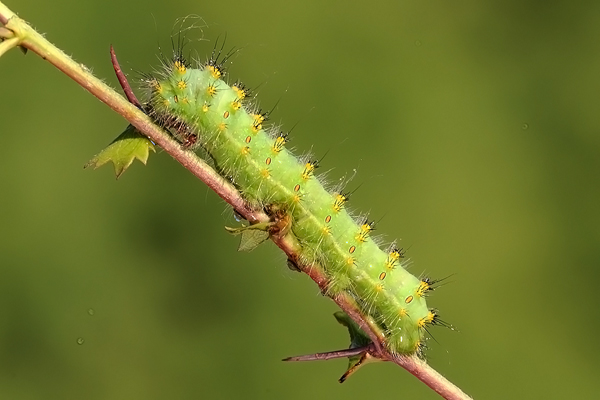 Da identificare...GRAZIE..........