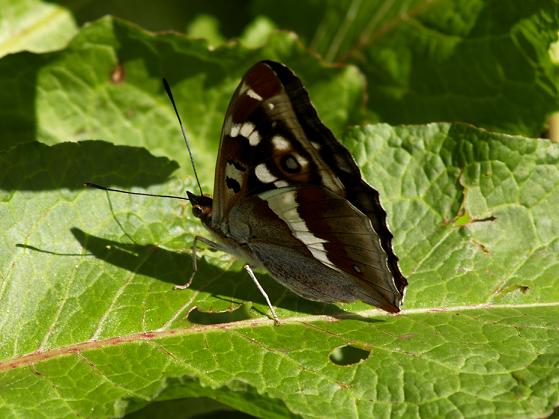 Farfalla da determinare : Apatura iris