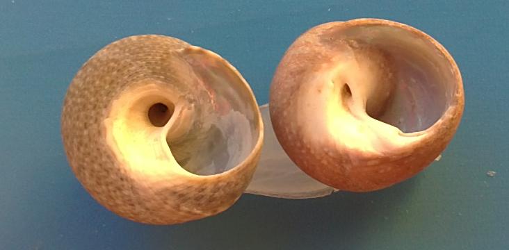 Gibbula adriatica?