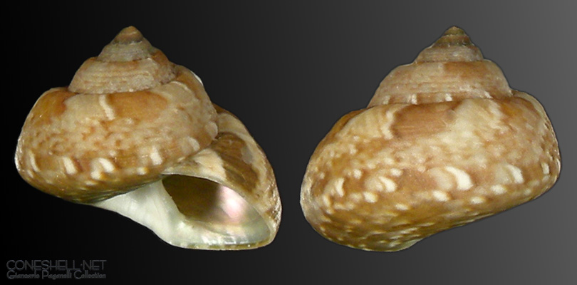 Gibbula turbinoides
