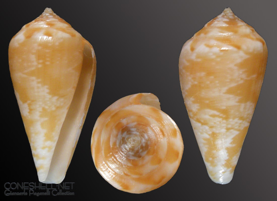 Conus mediterraneus