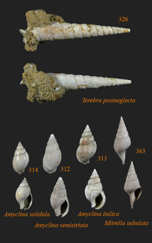 Identificazione fossili