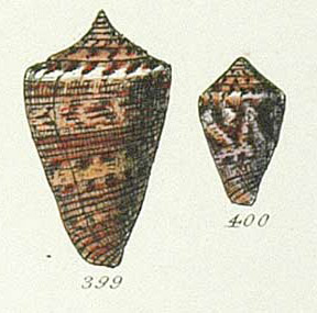 Conus hanleyi (Sowerby II, 1957)