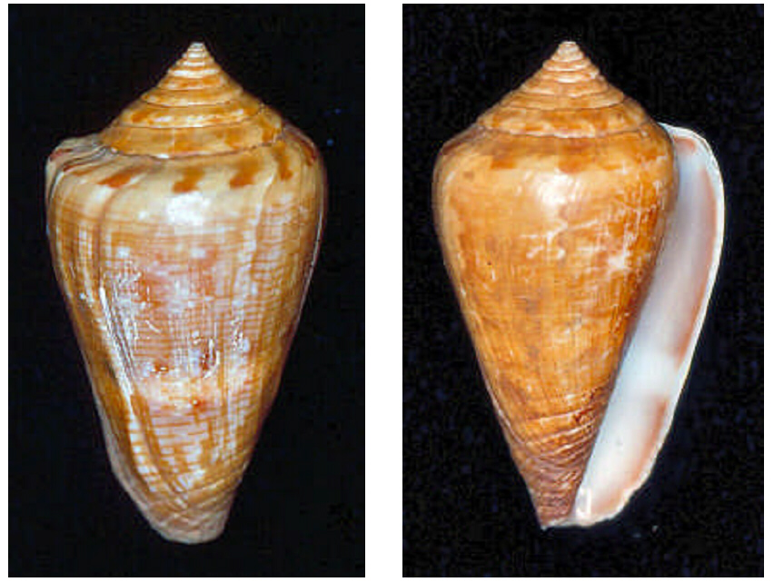 Conus hanleyi (Sowerby II, 1957)