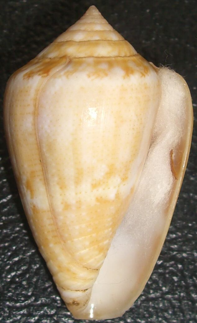 Conus hanleyi (Sowerby II, 1957)