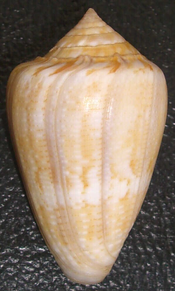 Conus hanleyi (Sowerby II, 1957)