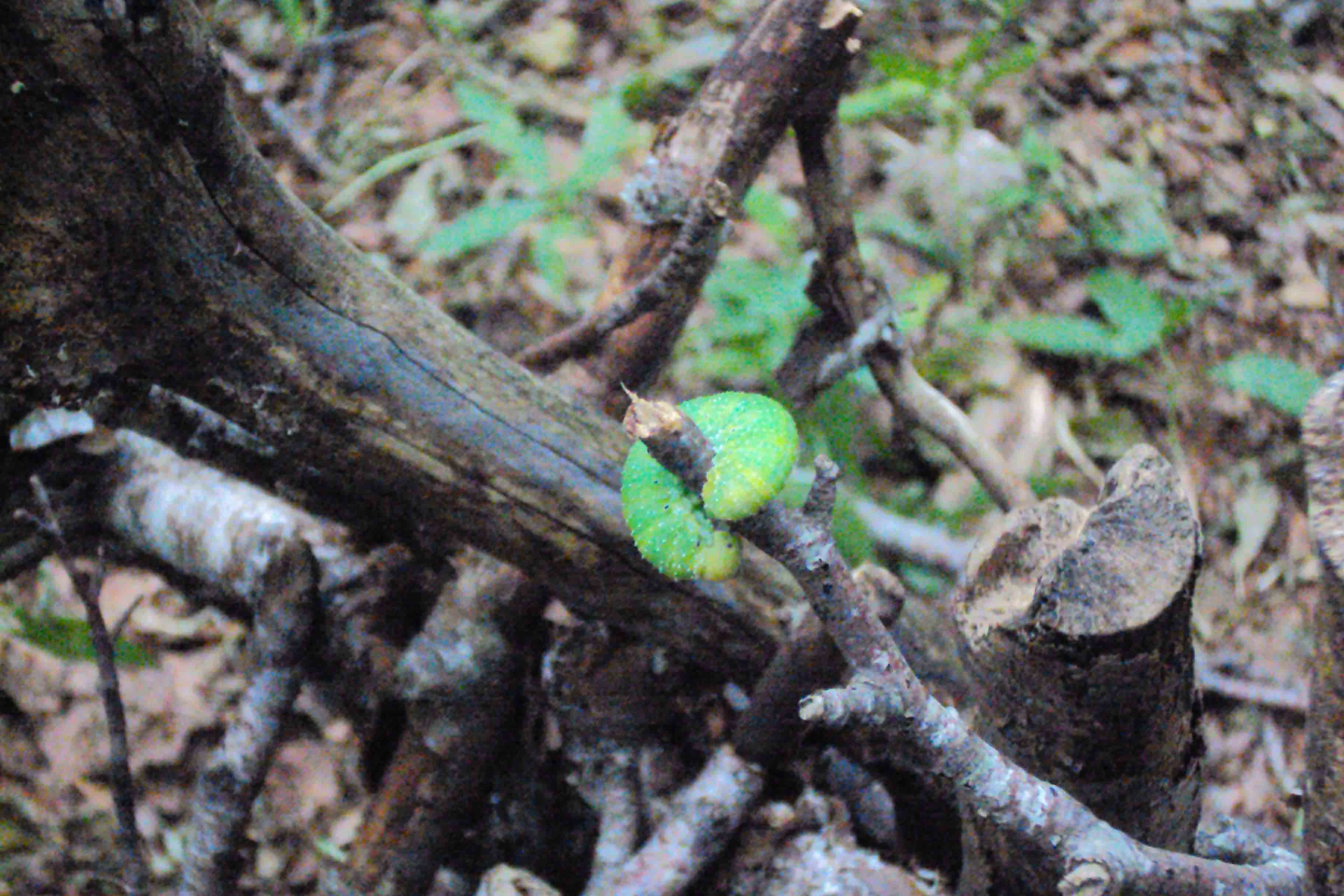 Bruco? Larva di Symphyta