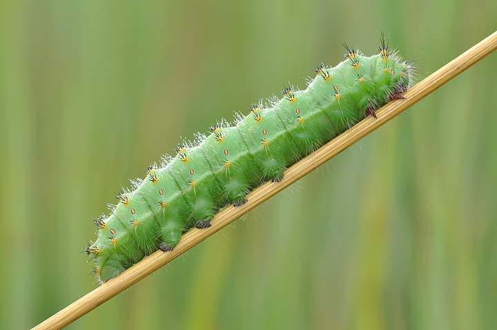 Bruco di Saturniidae?