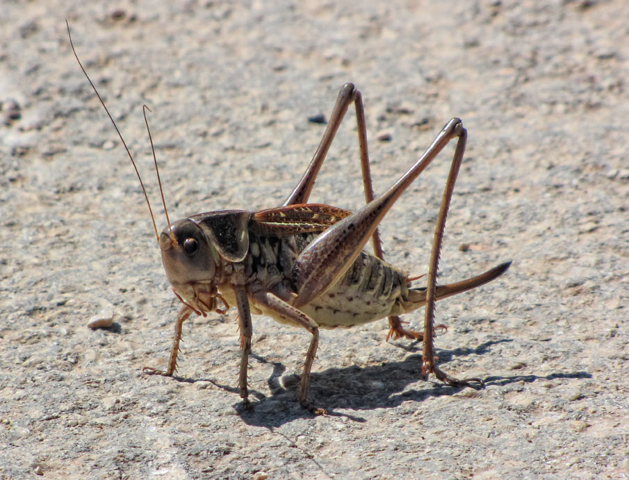 Decticus loudoni (Tettigoniidae)