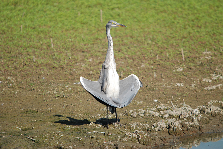 Avifauna humor