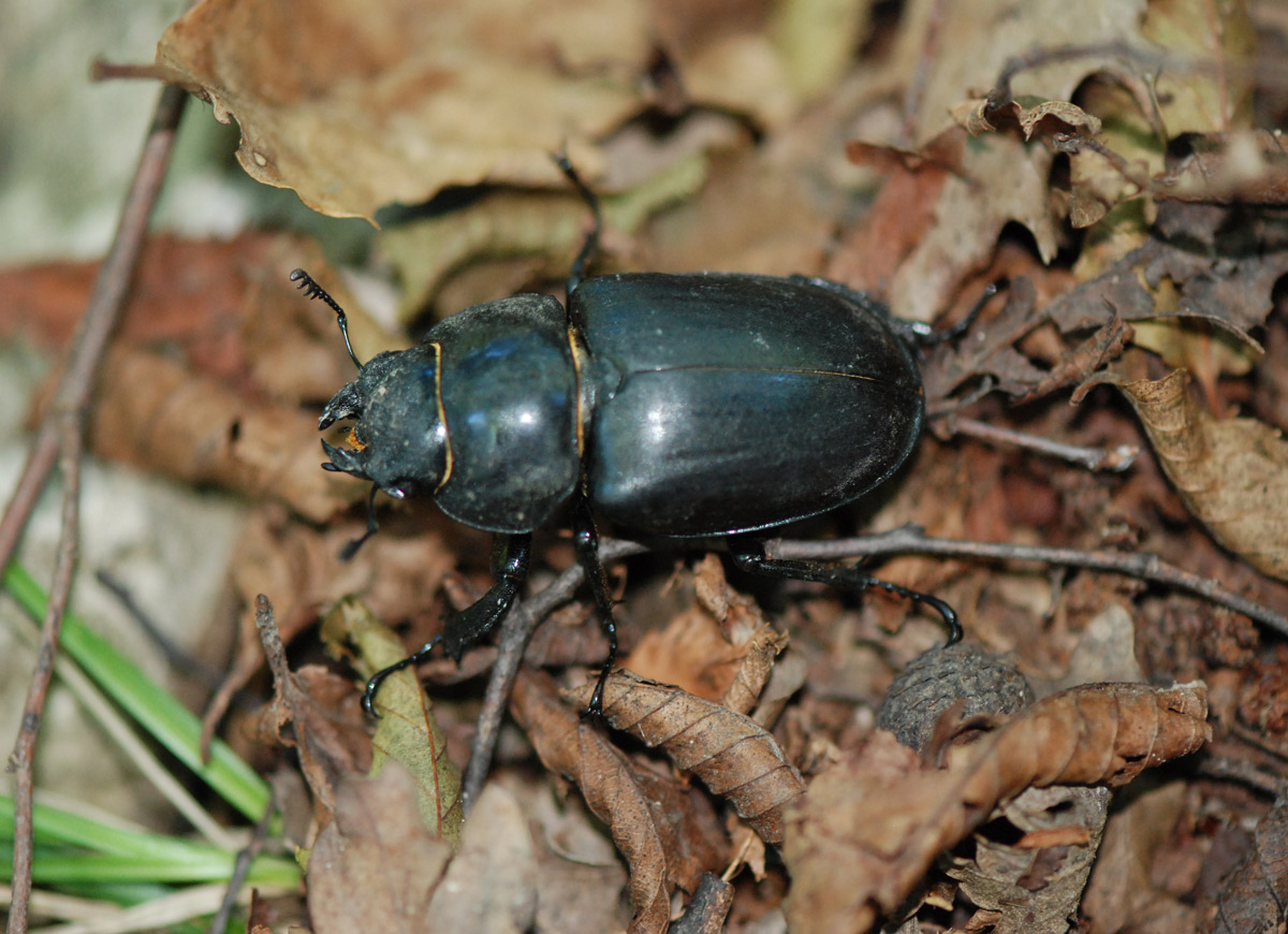 Lucanus cervus femmina?