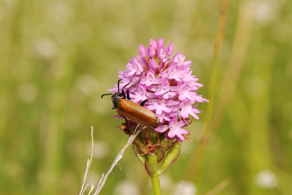 Coleottero su Orchidea da id - Meloidae? S, Lydus trimaculatus italicus