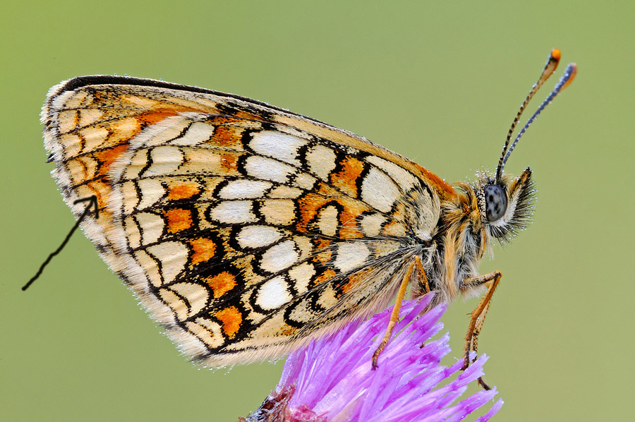 Lepidotteri da Identificare