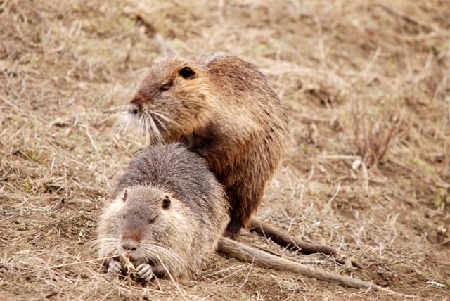 cuccioli di nutria... in gennaio