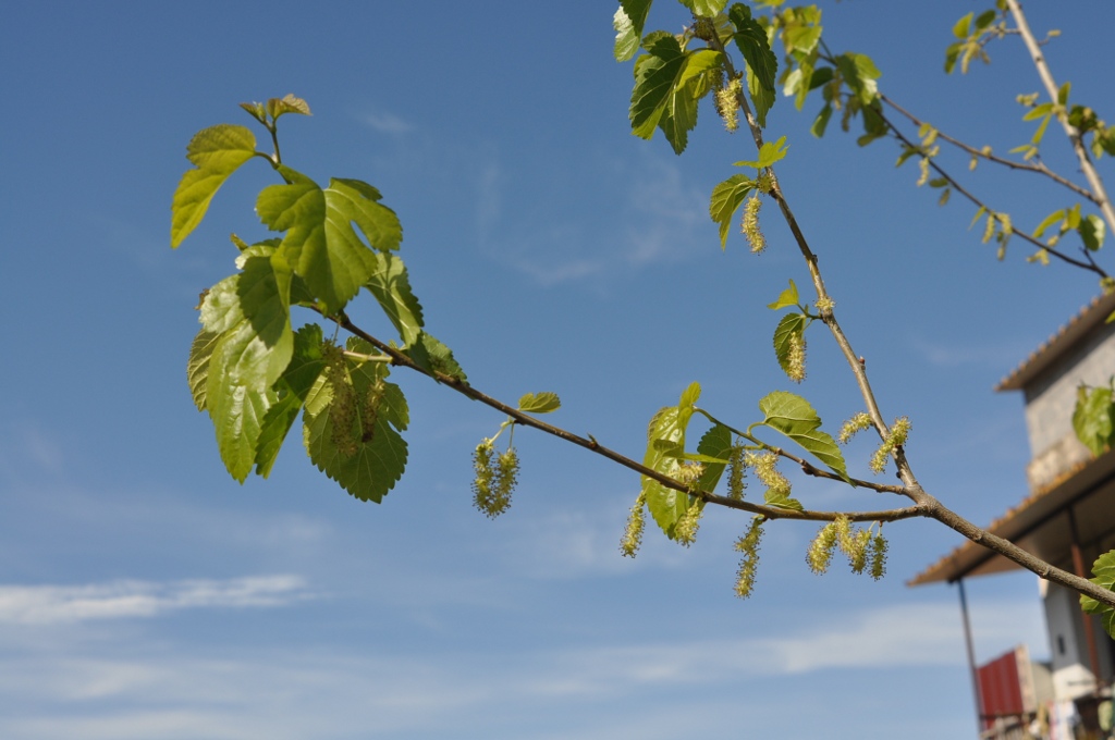 Da determinare - Morus cfr. alba