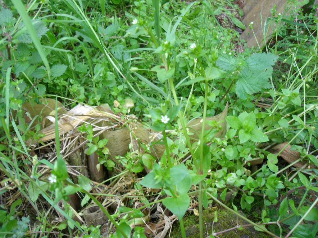 Stellaria media