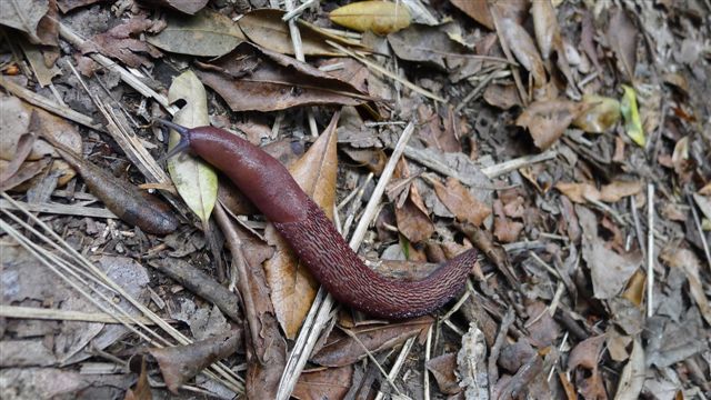 ID per ignorante: Limax sp. da Monte Portofino (GE)