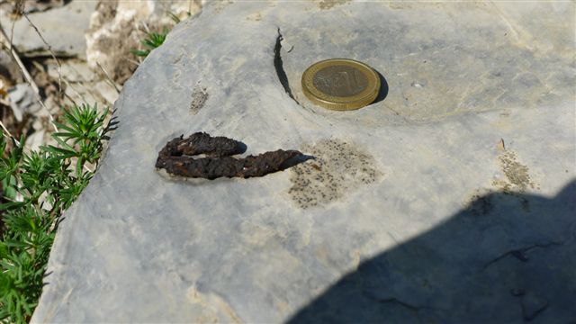 Fatta di mustelide: donnola o faina ?Donnola