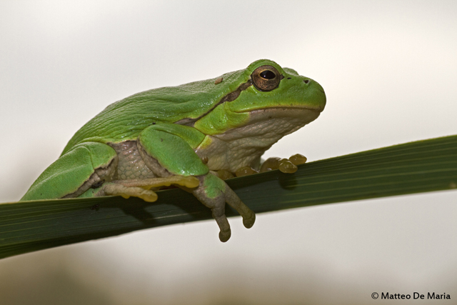 Hyla arborea? Hyla intermedia