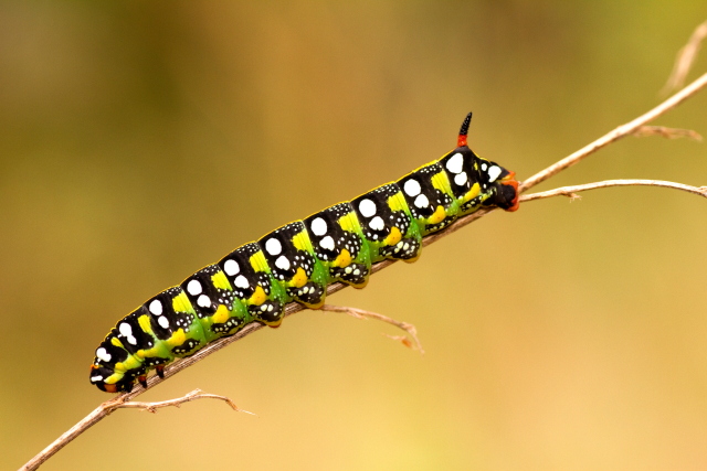 2 bruchi da identificare