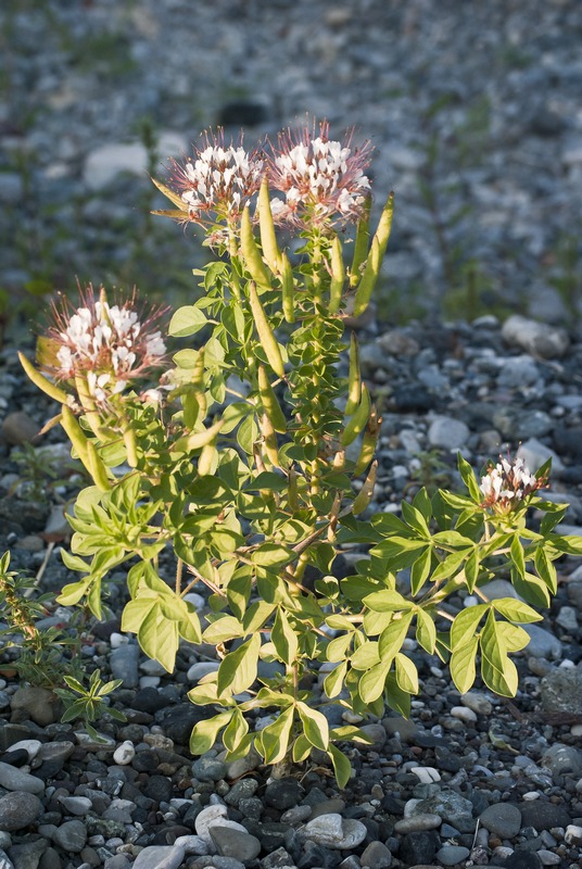Polanisia trachysperma (=Polanisia dodecandra) / Polanisia