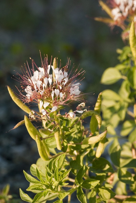 Polanisia trachysperma (=Polanisia dodecandra) / Polanisia