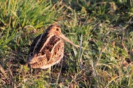 Beccaccino o Croccolone?