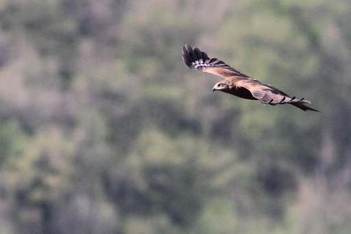 Nibbi bruni o reali?