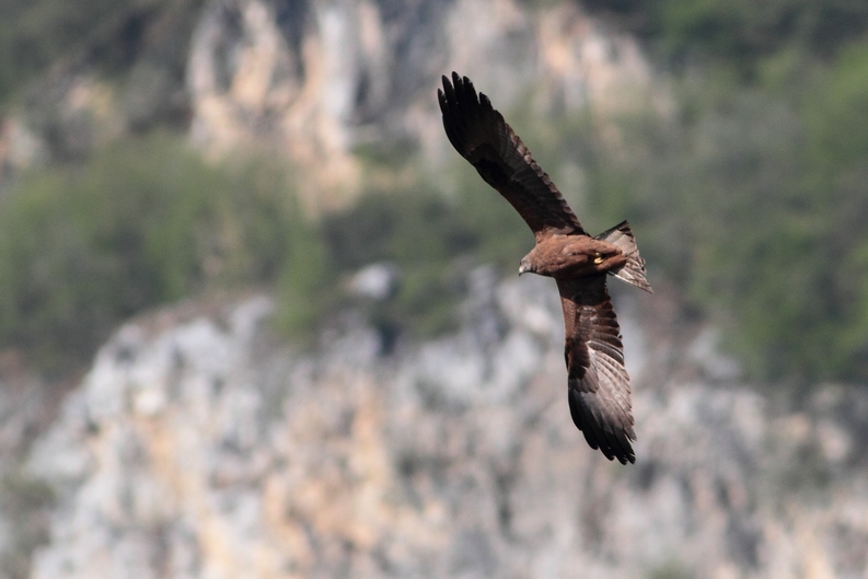 Nibbi bruni o reali?