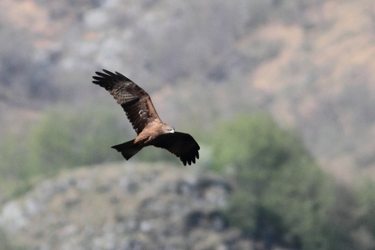 Nibbi bruni o reali?