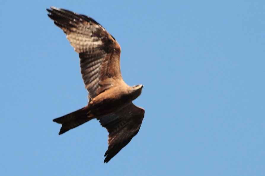 Nibbi bruni o reali?