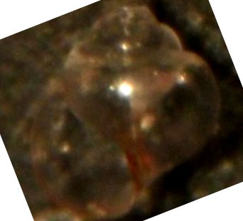 limacina o pullus di atlanta?