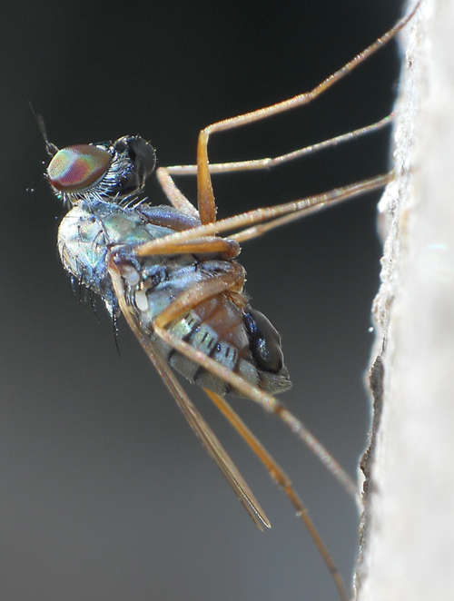 Medetera sp. (Dolichopodidae)