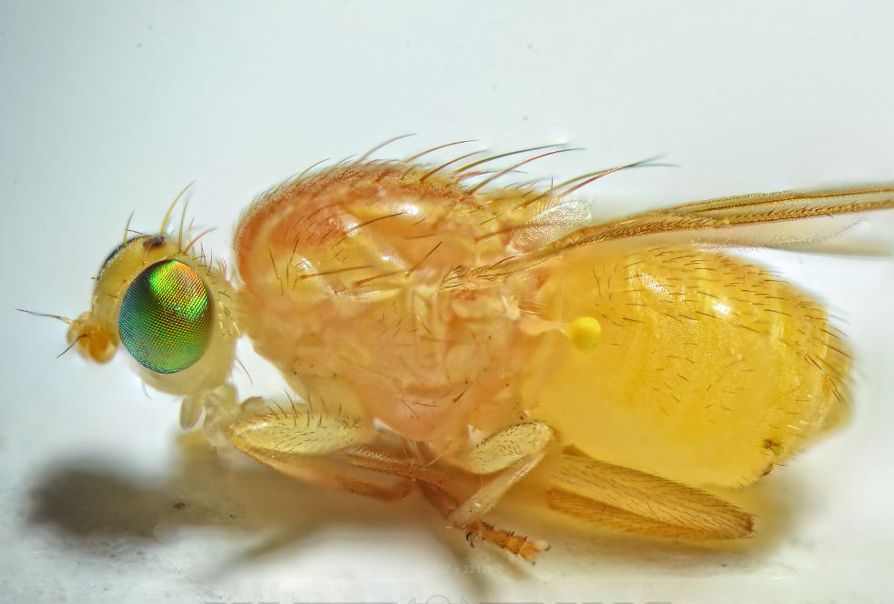 moscerino  giallo