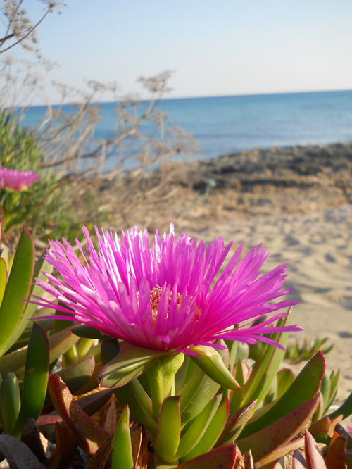 fiori bellissimi  in riva al mare - Carpobrotus acinaciformis