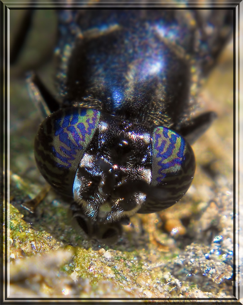 occhi  di Hermetia illucens (Stratiomyidae)