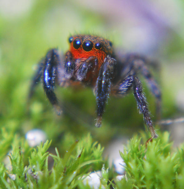Euophrys rufibarbis; Oxyopes sp.