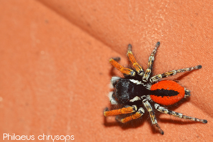 Philaeus chrysops... maschio sgargiante