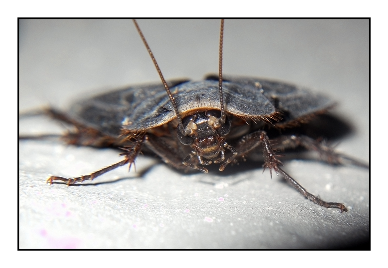 blatta  volante?   Polyphaga aegiptiaca maschio.