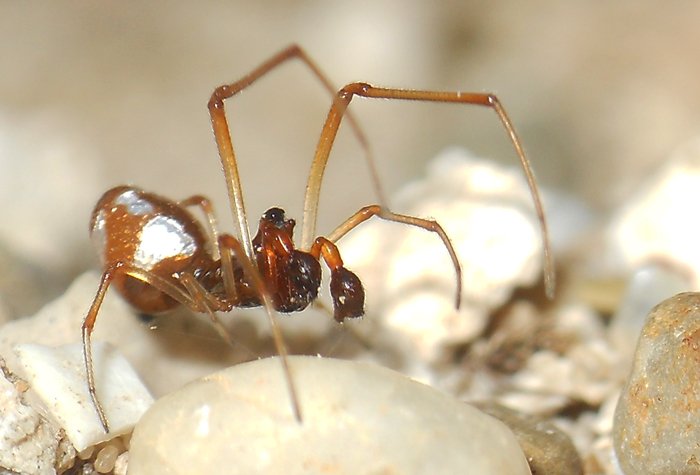 due   Argyrodes ?   +   occhi  di  thomisus onustus
