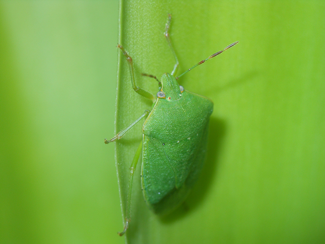 Pentatomidae: Nezara viridula delle Puglie